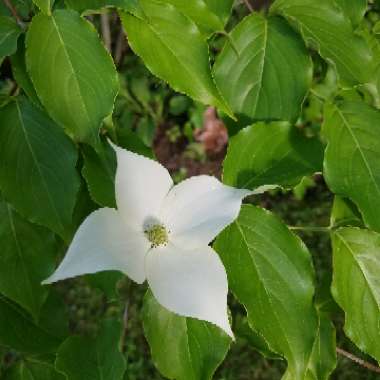 Cornus kousa