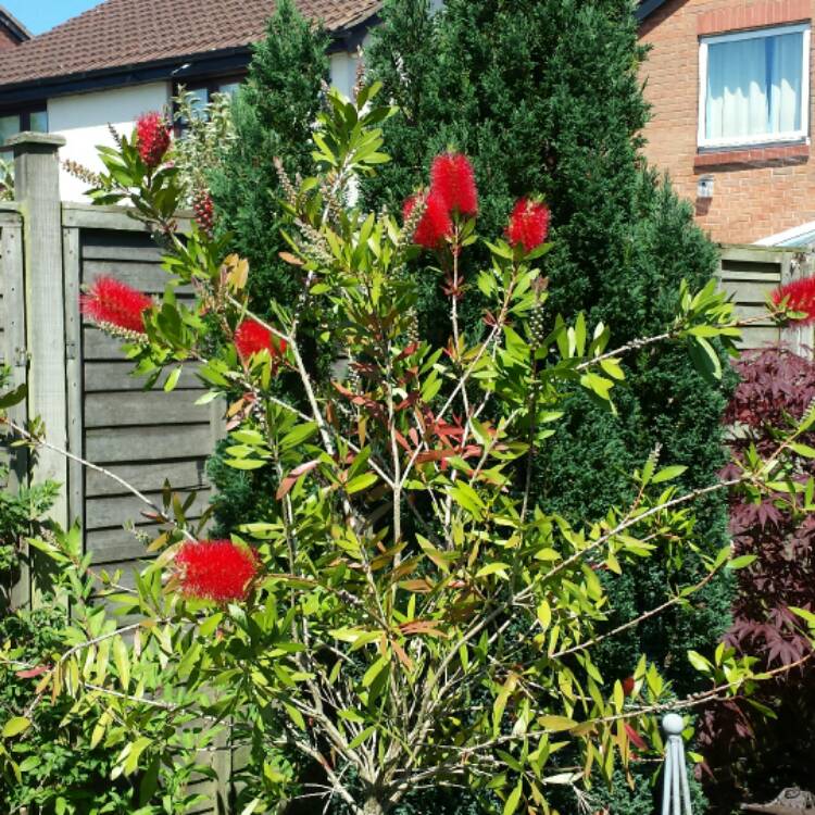 Plant image Callistemon Laevis