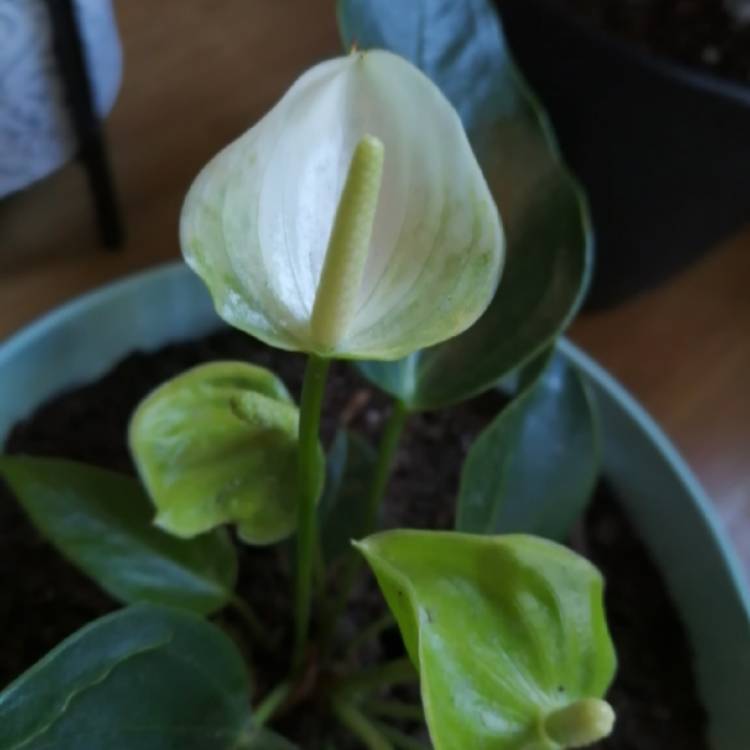 Plant image Anthurium (Andraenum Group) 'Anthcapbuk' syn. Anthurium 'Sierra White'