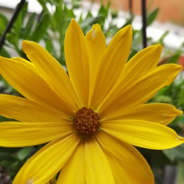 Plant image Osteospermum 'Voltage Yellow'