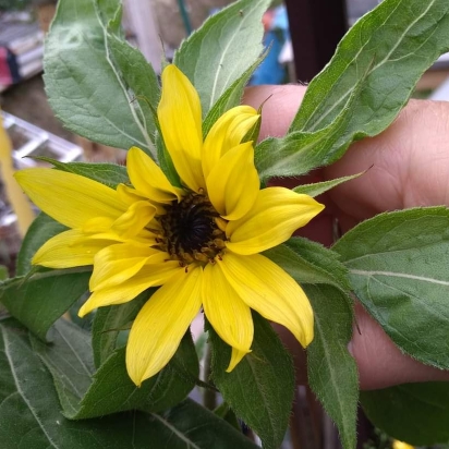 Plant image Helianthus annuus 'American Giant'