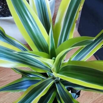 Plant image Dracaena fragrans 'Lemon Lime'