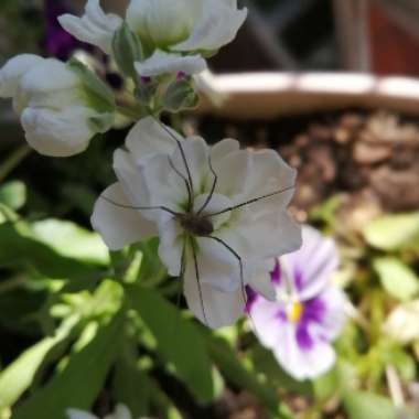 Matthiola Incana  syn. Matthiola incana 'Brompton' ;  Matthiola arborescens