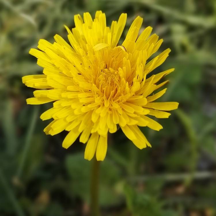 Plant image Agoseris