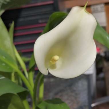 Zantedeschia rehmannii