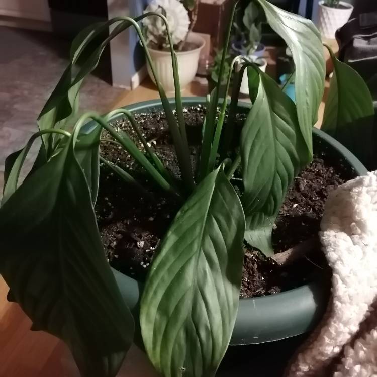 Plant image Spathiphyllum 'Mauna Loa'