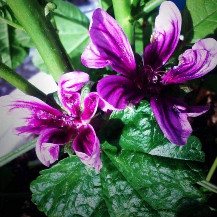 Plant image Malva