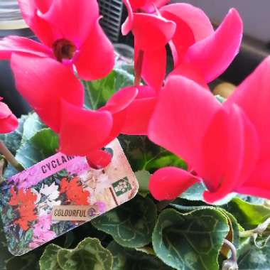 Cyclamen