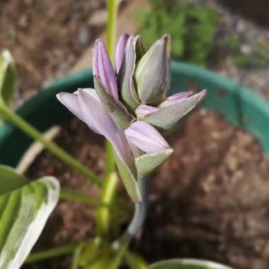 Hosta crispula syn. Hosta 'Sazanami', Hosta 'Marginata Alba'