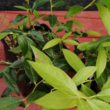 Vaccinium corymbosum 'Pink Lemonade'