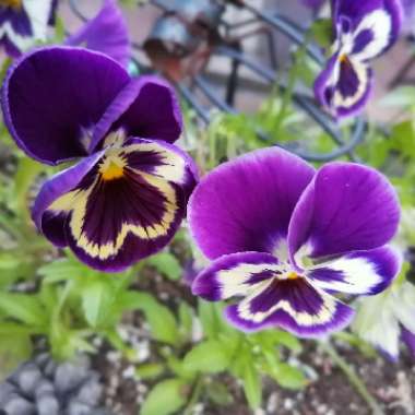 Viola cornuta 'Rocky Mickey'