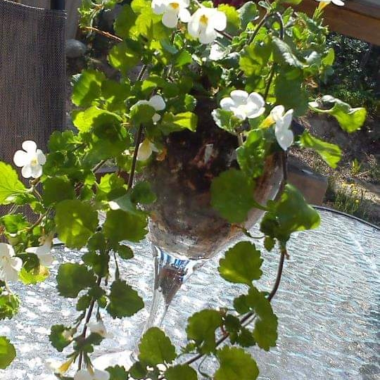 Plant image Sutera cordata 'Snowflake' syn. Bacopa cordata 'Snowflake'