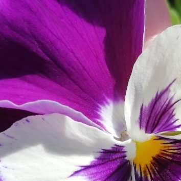 Plant image Viola cornuta 'Sorbet Pink Wing'