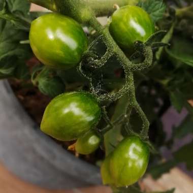 Tomato 'Red Cherry' (Cherry Tomato)