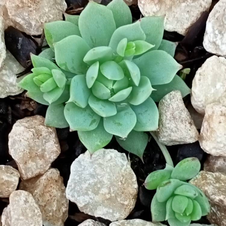 Plant image Echeveria Captain Hay