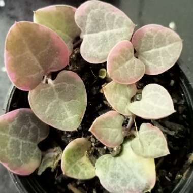 String Of Hearts