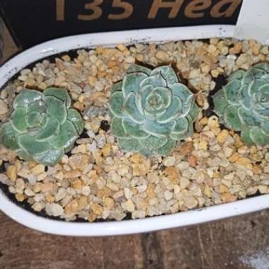 Echeveria 'Tinkerbell'