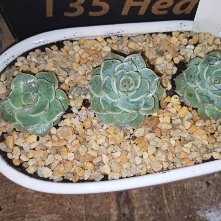 Plant image Echeveria 'Tinkerbell'