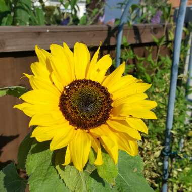 Beverley 's garden