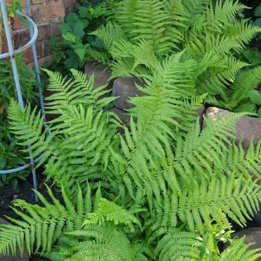 Beverley 's garden