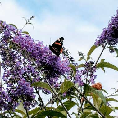 Beverley 's garden