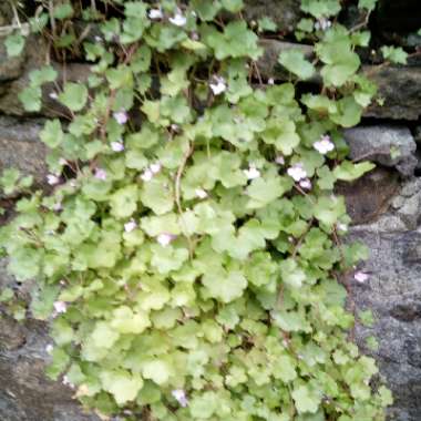 Beverley's garden