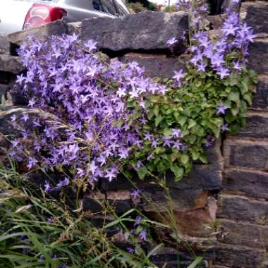 Beverley's garden