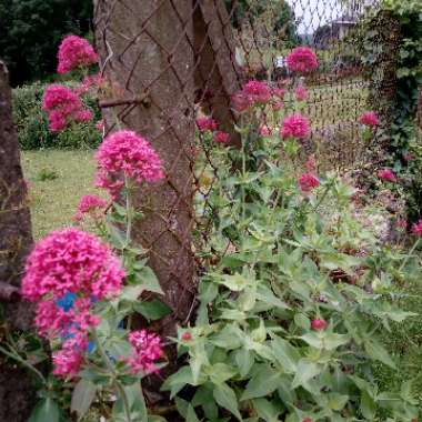 Beverley's garden