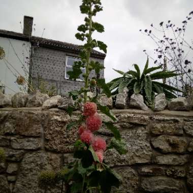 Beverley's garden