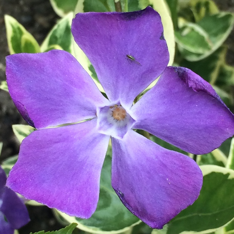 Plant image Vinca minor 'Argenteovariegata'