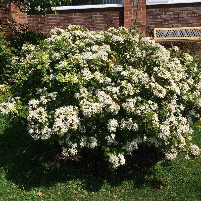 Mexican Orange Blossom