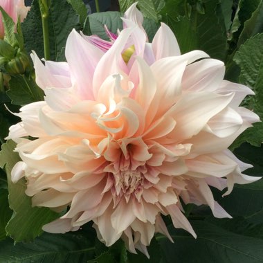 Dahlia 'Cafe au Lait' (Decorative)