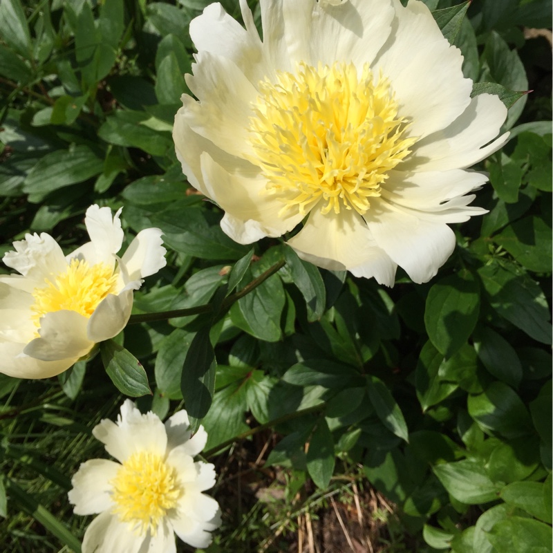 Paeonia lactiflora 'Krinkled White', Peony 'Krinkled White' (Herbaceous ...