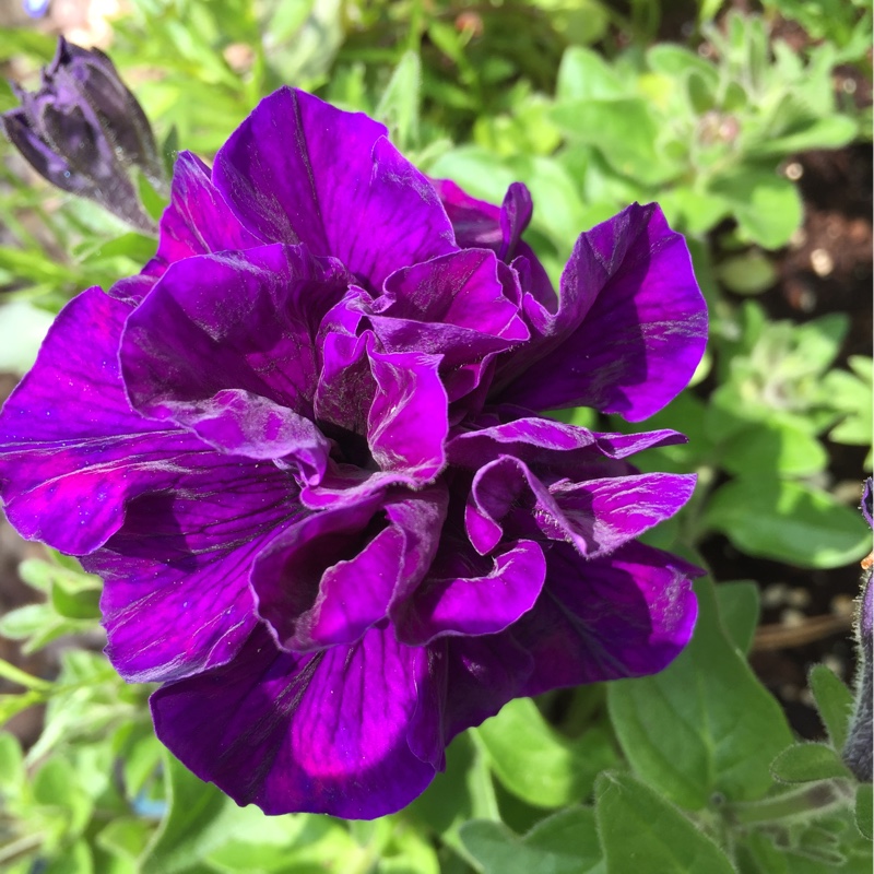 Plant image Petunia 'Belinda'