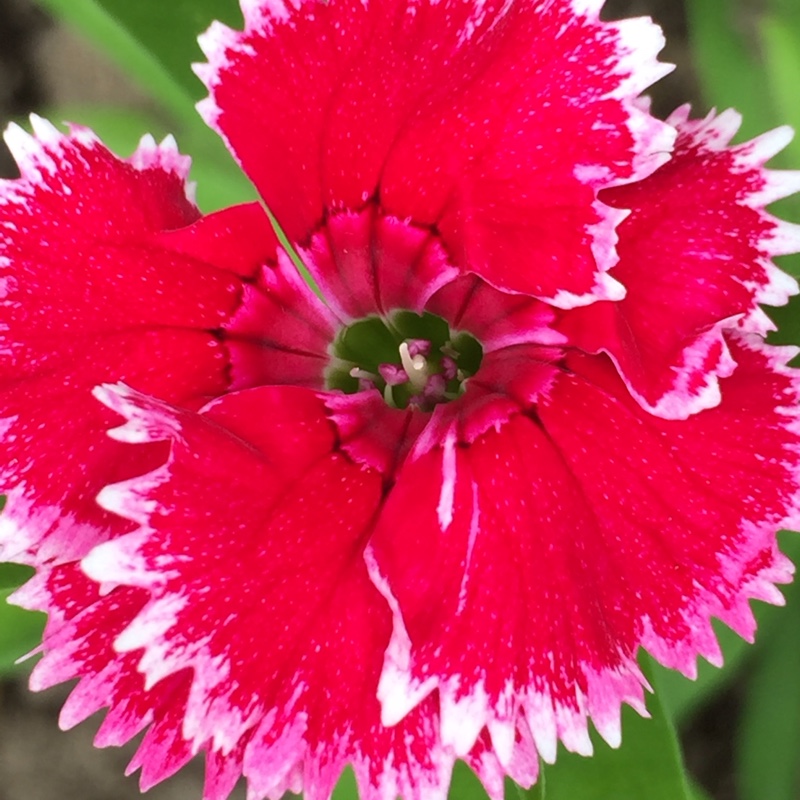 Plant image Dianthus 'Festival Series'