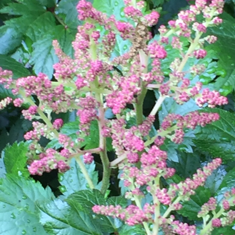 Plant image Astilbe x arendsii 'Venus'