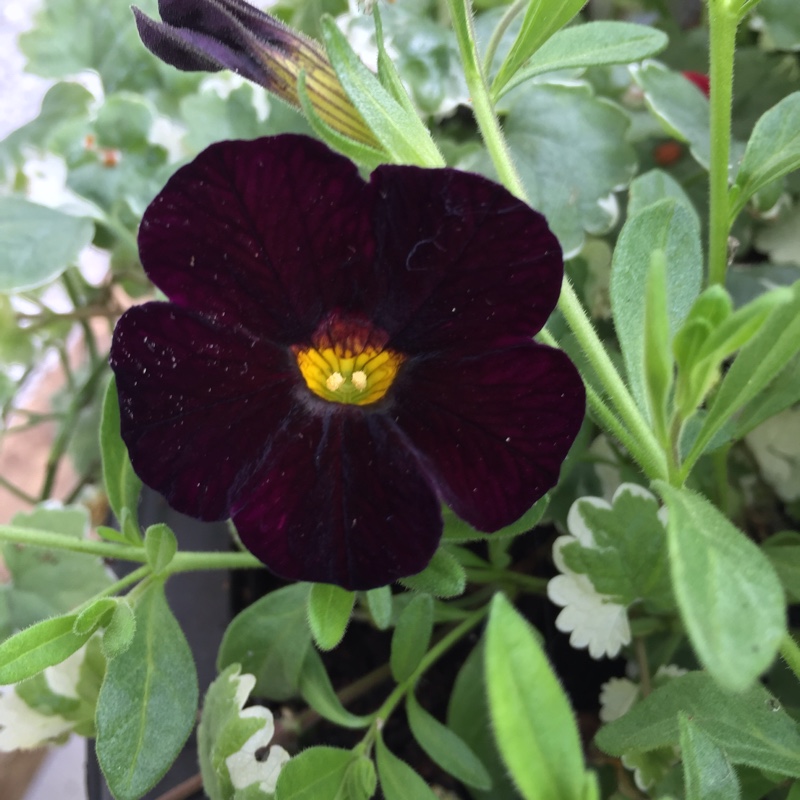 Plant image Calibrachoa 'Can Can Black Cherry'