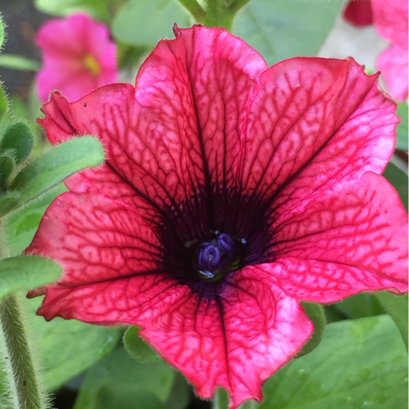 Plant image Petunia Surfinia 'Hot red'