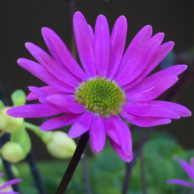 Plant image Brachyscome 'Strawberry Pink'