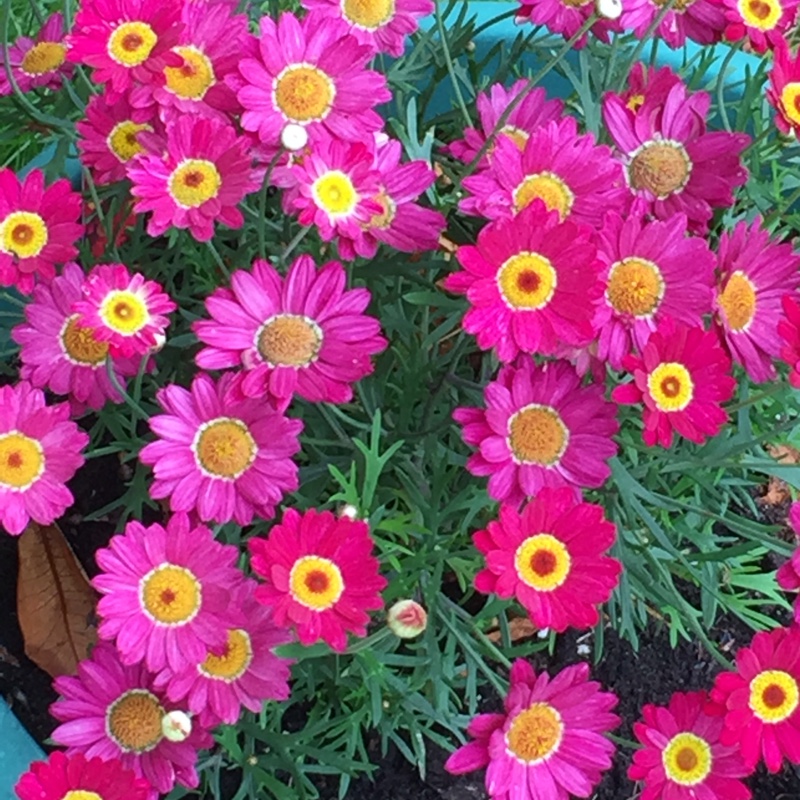 Plant image Argyranthemum frutescens 'Madeira Red'