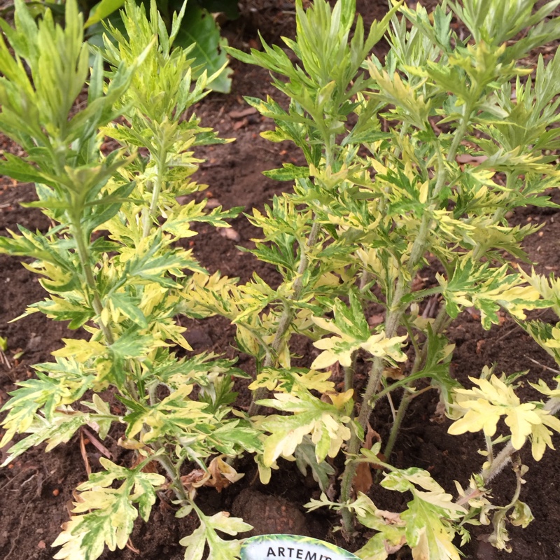 Plant image Artemisia 'Oriental Limelight'; syn. Artemisia vulgaris 'Limelight';Artemisia vulgaris 'Oriental Limelight'