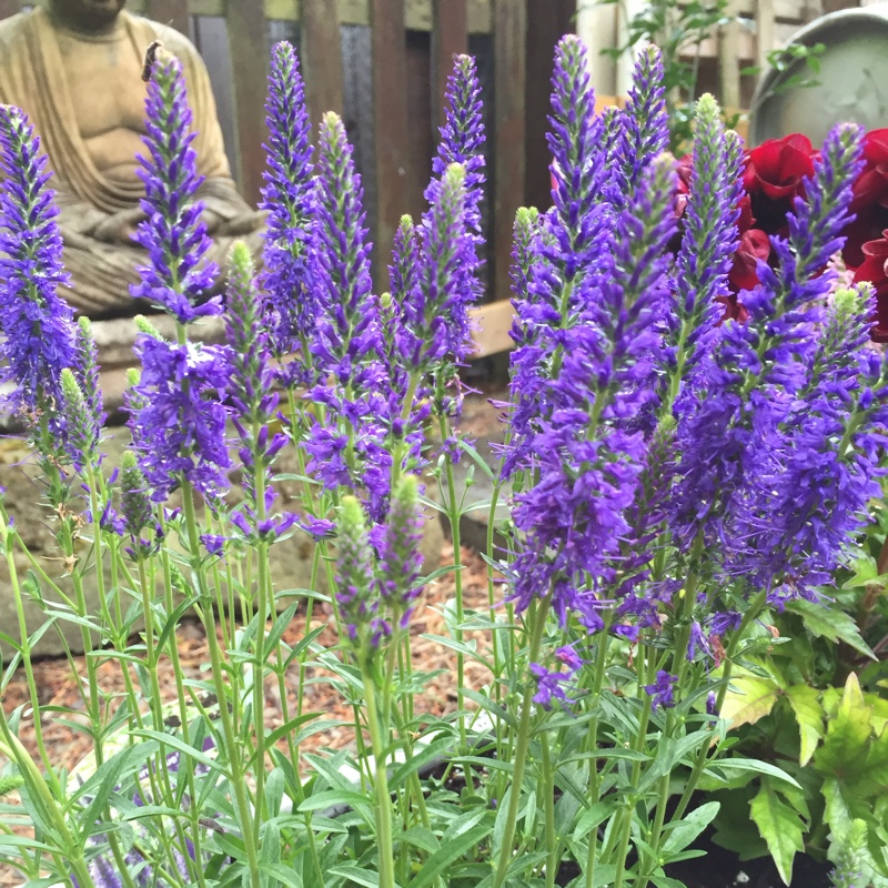 Plant image Veronica spicata 'Yabblu' syn. Veronica spicata 'Inspire Blue'