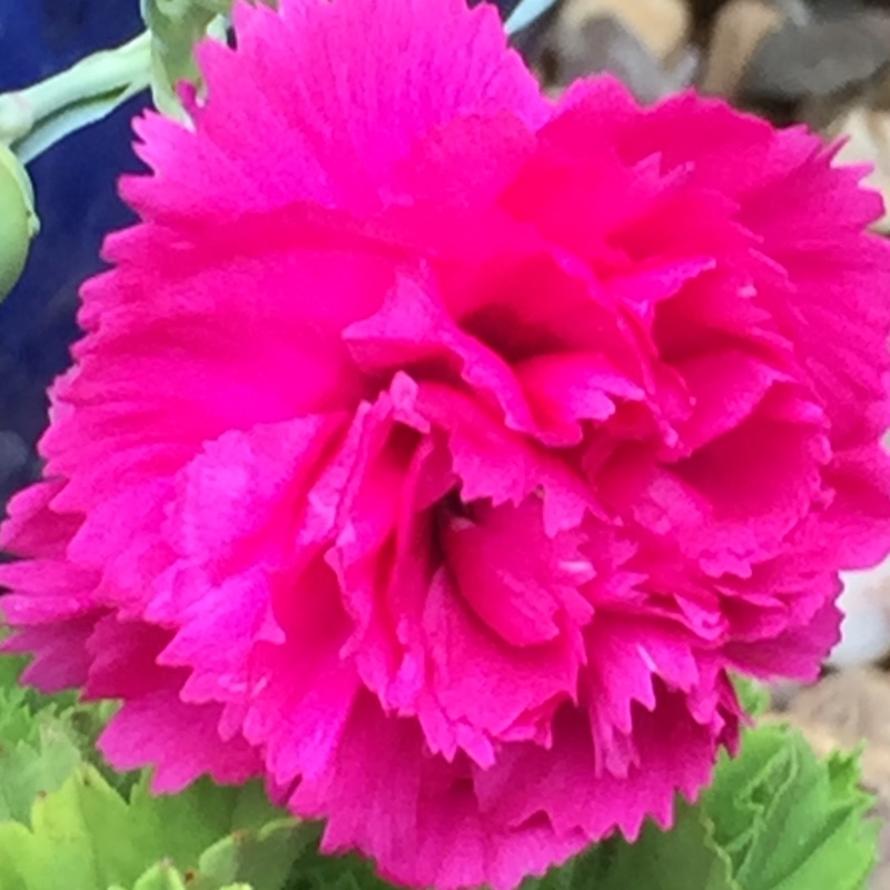 Plant image Dianthus 'Lily the pink'