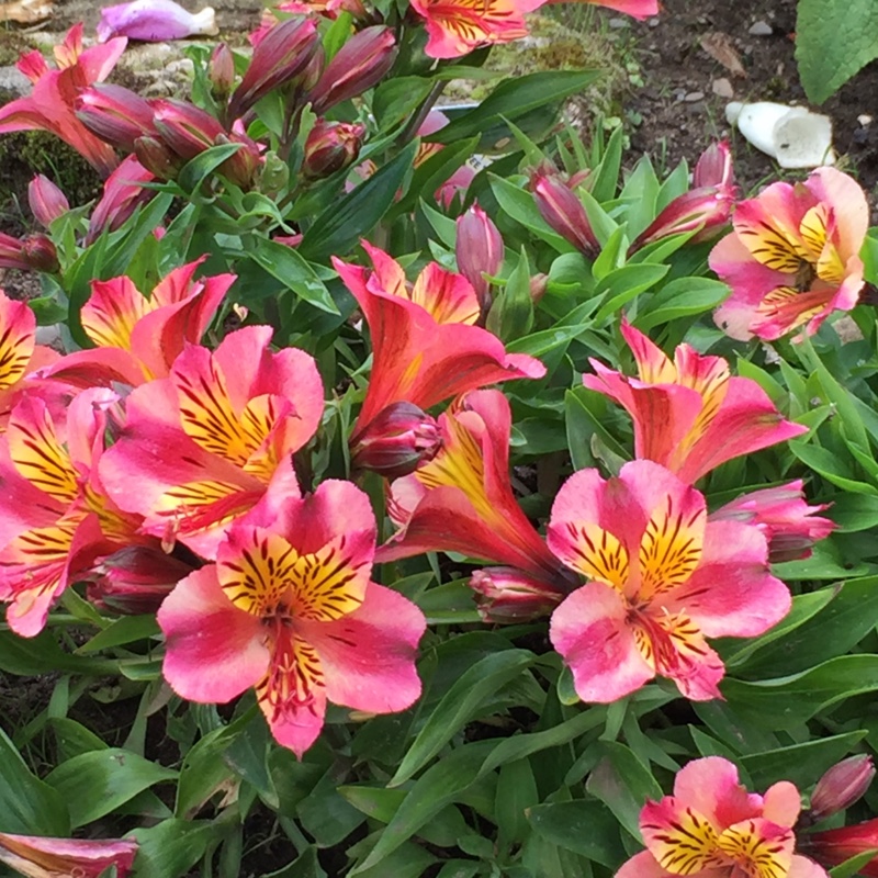 Plant image Alstroemeria 'Stapripal' (Princess Series) syn. Alstroemeria 'Princess Paola', Alstroemeria 'Colorita Paola'