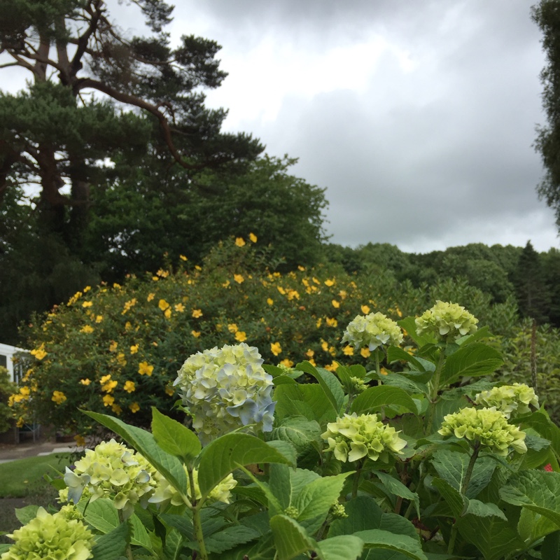 Plant image Hydrangea macrophylla 'Blue Bonnet'