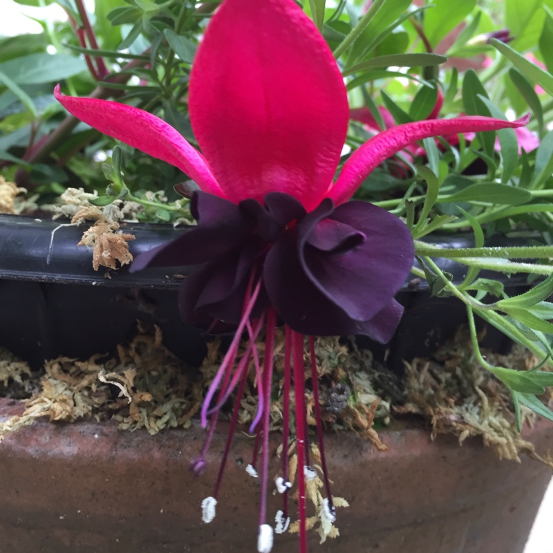 Plant image Fuchsia 'Blacky'