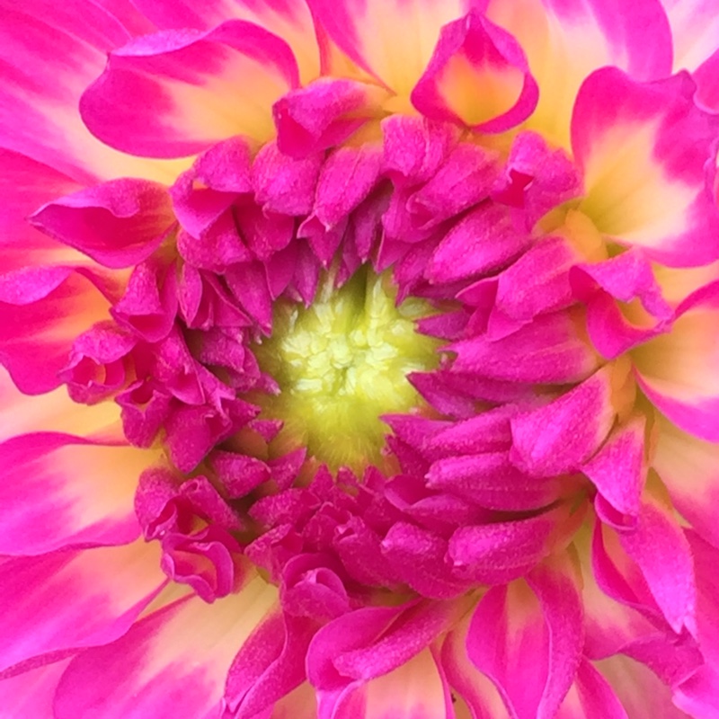 Plant image Dahlia 'Dalina Maxi Salinas'