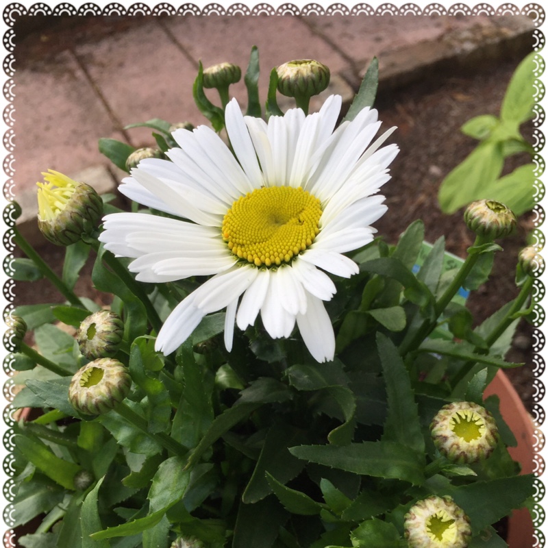 Plant image Leucanthemum x superbum 'Elisabeth'