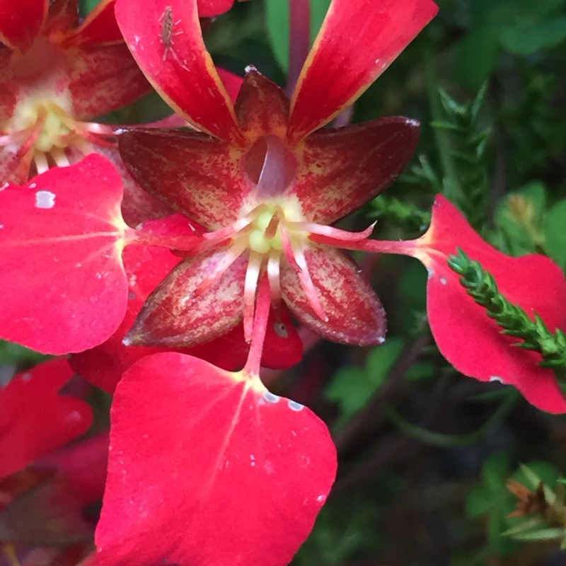 Plant image Tropaeolum speciosum