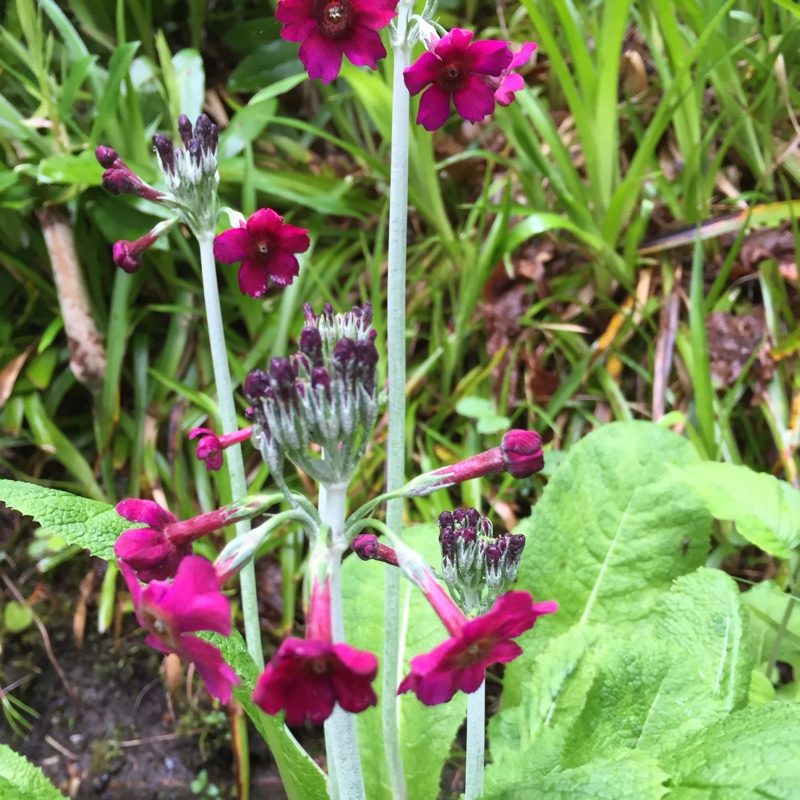 Plant image Primula japonica 'Miller's Crimson'